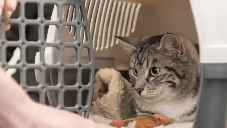 Como transportar com segurança e conforto o seu gato