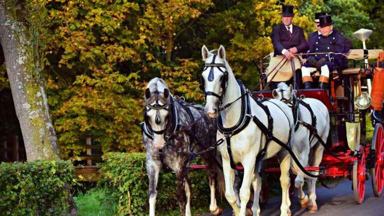 Ele conduz veículos puxados por cavalos