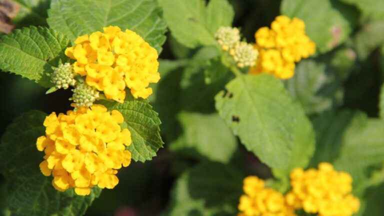 Lantana Amarela